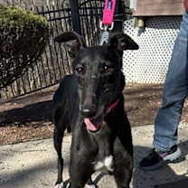 Thumbnail photo of Gemma #1