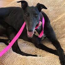 Thumbnail photo of Gemma #2