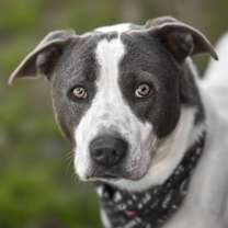 Thumbnail photo of DAWSON #1