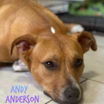 Thumbnail photo of Andy Anderson #1