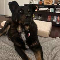 Thumbnail photo of Rex #2