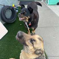 Thumbnail photo of Rex #3