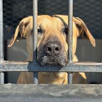 Thumbnail photo of Lottie #2