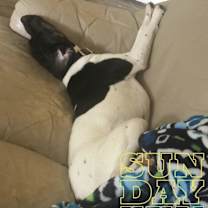 Thumbnail photo of Bailey #4