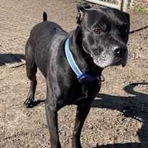 Thumbnail photo of 177402 Bruno #1