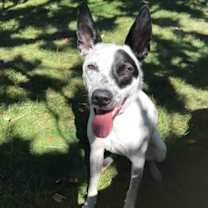 Thumbnail photo of Remi (a courtesy listing in South Bend IN) #1