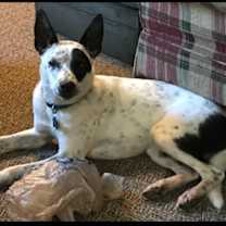 Thumbnail photo of Remi (a courtesy listing in South Bend IN) #2