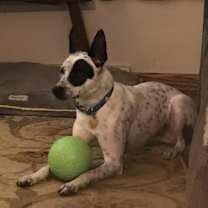 Thumbnail photo of Remi (a courtesy listing in South Bend IN) #3