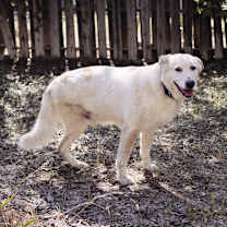 Thumbnail photo of Kanga #1