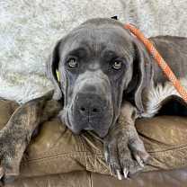 adopt-pet