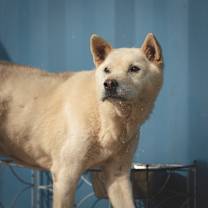 Thumbnail photo of Yangpa #2