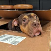 Thumbnail photo of AJ #1