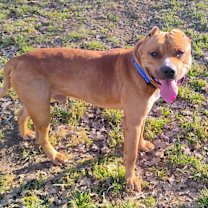 Thumbnail photo of BRUTUS #1