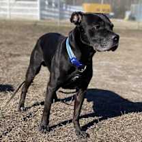 Thumbnail photo of 177402 Bruno #4