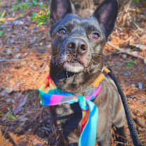 Thumbnail photo of Johnny Cash #1