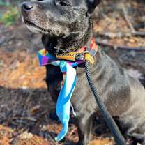 Thumbnail photo of Johnny Cash #4