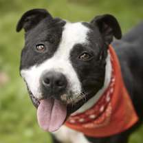 Thumbnail photo of BALOO #1