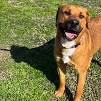 Thumbnail photo of Dozer #3