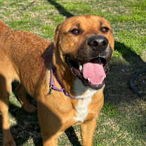Thumbnail photo of Dozer #4