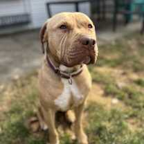 Thumbnail photo of Pippen #1