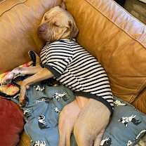 Thumbnail photo of Pippen #4