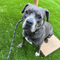 Thumbnail photo of Tootles #3