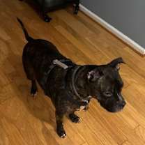 Thumbnail photo of Jax #3