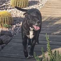 adopt-pet
