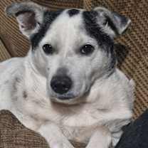 adopt-pet