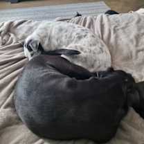 Thumbnail photo of MOCHI #2