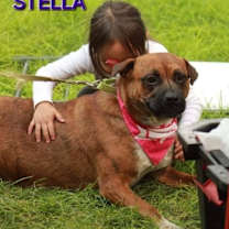 Thumbnail photo of Stella #2