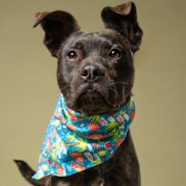 Thumbnail photo of Kibo #1