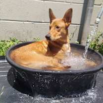 Thumbnail photo of Topper #1