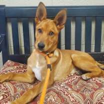 Thumbnail photo of Topper #2