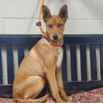 Thumbnail photo of Topper #3