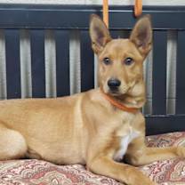 Thumbnail photo of Topper #4