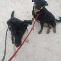 Thumbnail photo of Nemo #3