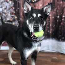 Thumbnail photo of Zoesh #1