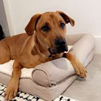 Thumbnail photo of Willow (Annie/Daisy Bell) #3