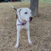 Thumbnail photo of Xena #2