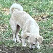 Thumbnail photo of Lola #3