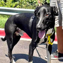 Thumbnail photo of Gusto #3