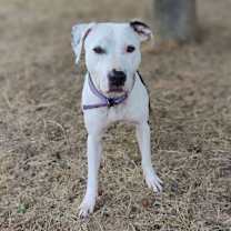 Thumbnail photo of Xena #3