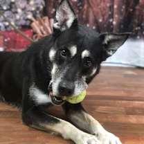 Thumbnail photo of Zoesh #4