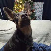 Thumbnail photo of Philadelphia Eagles Pups - Devonte #1