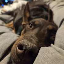 Thumbnail photo of Philadelphia Eagles Pups - Devonte #2