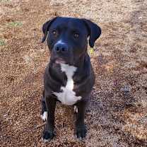 adopt-pet