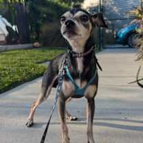 Thumbnail photo of Gambit #3