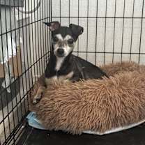 Thumbnail photo of Gambit #4