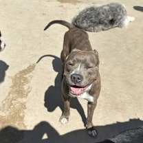 Thumbnail photo of Pepper VI (New Digs) #4